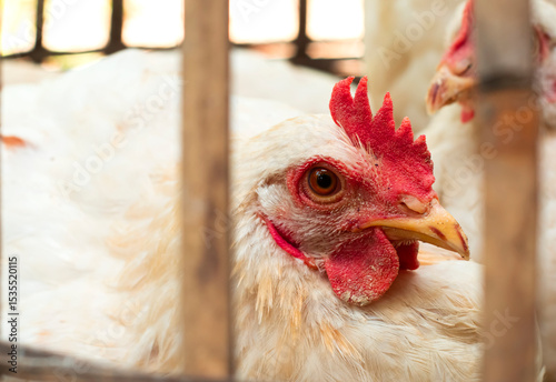 Close up of a white feathered chicken in a traditional bamboo cage. Broiler chickens for consumption that are in bamboo cages.