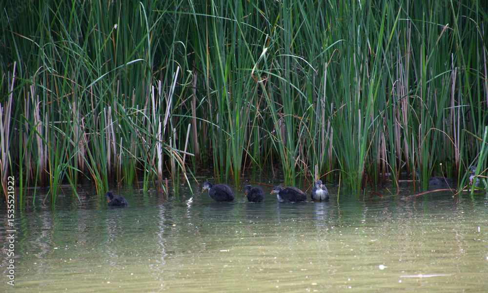 Fototapeta premium Mother coot leads her chicks through the calm, shallow waters of a reed and wetland. Surrounded by dense green reeds. Intimate wildlife moment captures the natural behavior of a bird family.