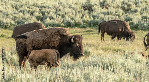 Herd Of Female Bison And Calves Graze In Sage