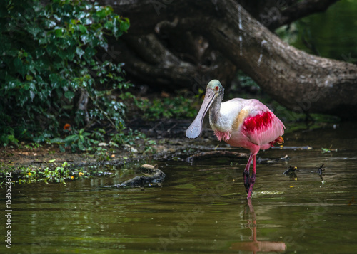 Roseate Spoonbill wading in the water at the John Hargrove Environmental Complex in Pearland, Texas