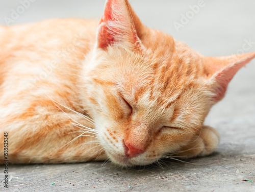 A closeup of a sleeping orange cat against blurred background