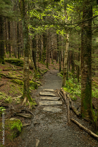 Large Rocks Make A Bridge Through A Mud Puddle In Forest