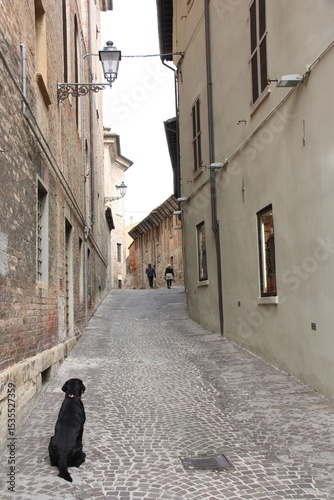 Chien noir dans un ruelle de Pesaro. Italie
