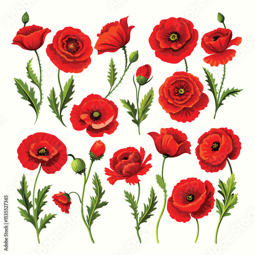 Vibrant red poppy flowers vector illustration isolated on white background for design projects