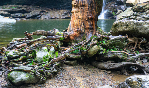 Bild auf Leinwand The base of an aged tree with gnarly roots wrapping around the rocky edge of the plunge pool at Greeter Falls in TN