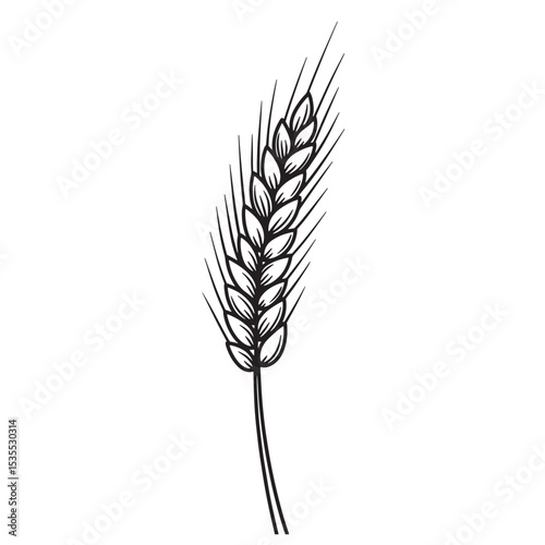 Detailed monochrome illustration of a wheat sprig, showcasing grain cultivation and agricultural elements for design purposes.