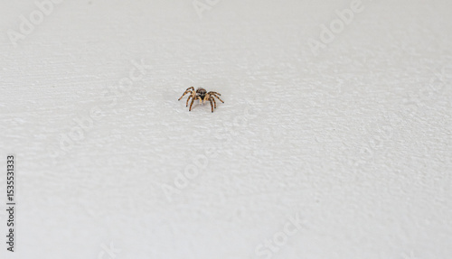 Tableau sur toile Macro of Zebra Jumping Spider (Salticus scenicus)