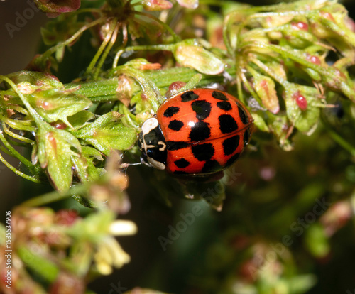 Close up of a Harlequin Ladybird ladybug insect on fauna photo