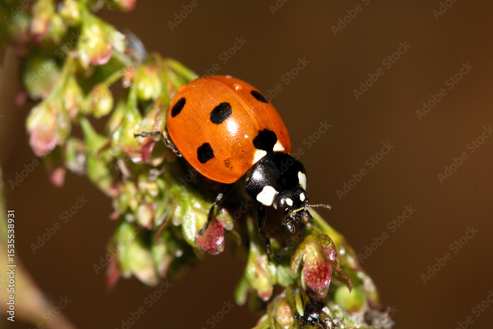 Fototapeta premium Close up of a UK British Ladybird or Ladybug Insect in the wild