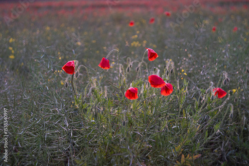 Poppies after the rain