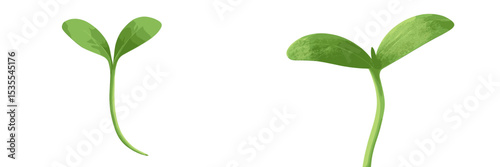 Young plant sprouts growing in bright light indoors showcasing vibrant green leaves