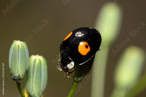Close up of a Harlequin Ladybird ladybug insect on fauna photo