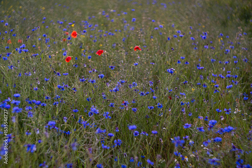 Wildflowers	