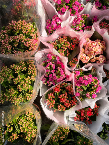 a bouquet of kalanchoe blossfeldiana