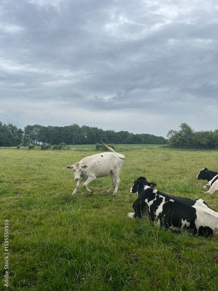 Fototapeta premium cows in a field, playing cow