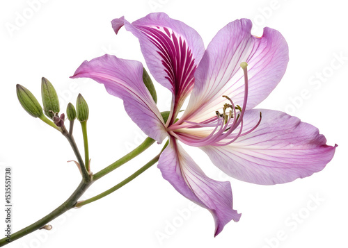 Bauhinia on transparent background