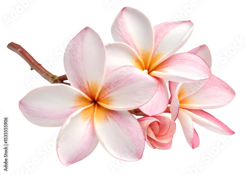 Crape jasmine on transparent background