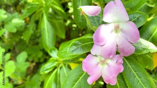 Impatiens sodenii is a species of flowering plant in the family Balsaminaceae known by the common names poor Man's rhododendron, Oliver's touch-me-not and Shrub balsam,4K