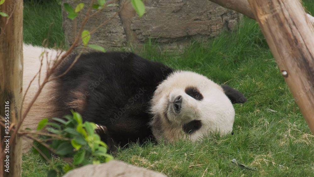 Fototapeta premium Fun giant panda bear lies down
