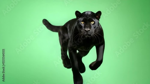 Majestic black panther running gracefully on bright green screen for amazing visual effects