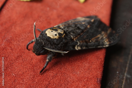 death's head hawk moth on red background