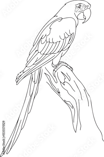 continuous line drawing of a parrot perched in side profile with long tail and curved beak on white background