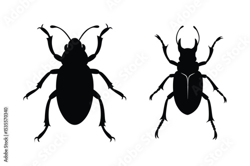 black beetle isolated on white background