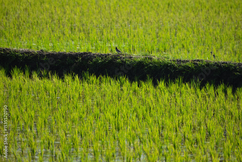 Fototapeta Naklejka Na Ścianę i Meble -  green grass background