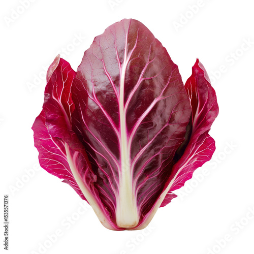 Fresh red radicchio with vibrant leaves and striking white veins, perfect for salads and garnishes. This colorful vegetable adds touch of elegance to any dish