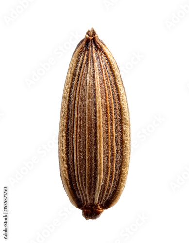 Wallpaper Mural Single Caraway Seed Close-up Torontodigital.ca