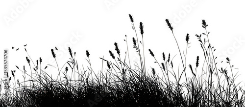 Wildflower silhouette with grass isolated transparency background