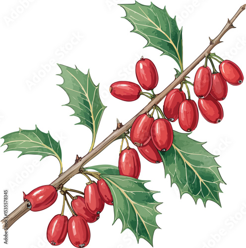 branch of cherry
