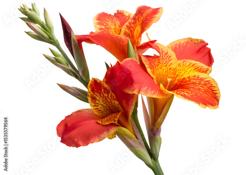 Canna Lily Isolated On Transparent Backgrounds