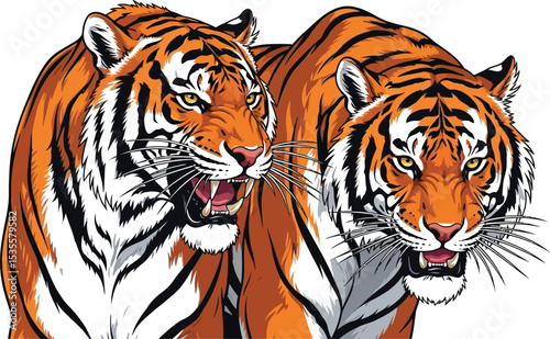 Two tigers with orange and black stripes are closely positioned against a white background illustration