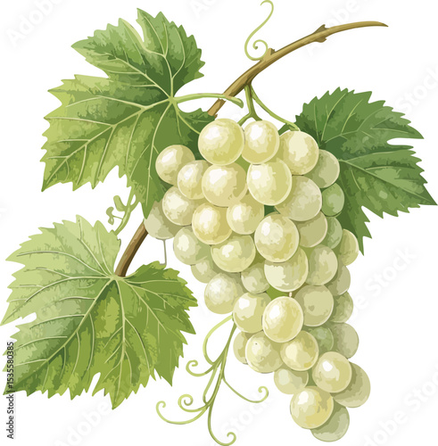 bunch of grapes