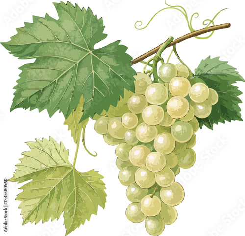 bunch of grapes isolated on white