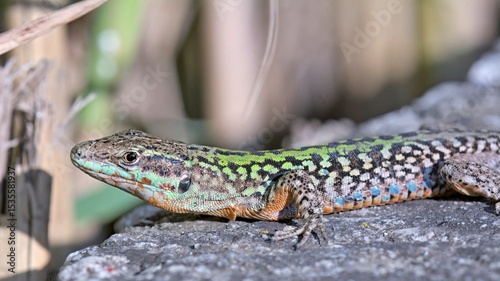 Podarcis siculus - Italian Wall Lizard, invasive species on Crete
