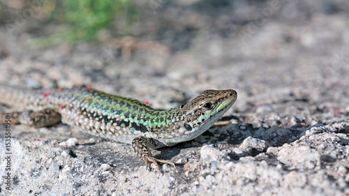 Podarcis siculus - Italian Wall Lizard, invasive species on Crete