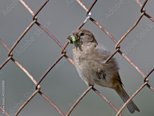 Italian Sparrow (Passer italiae), Crete 