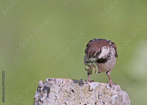 Italian Sparrow (Passer italiae), Crete 
