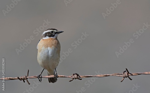 Whinchat - Saxicola rubetra, Crete, Greece