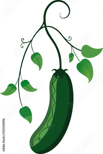 cucumber and pepper