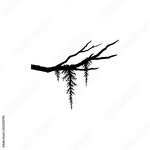Tree branch adorned with hanging moss in natural woodland setting