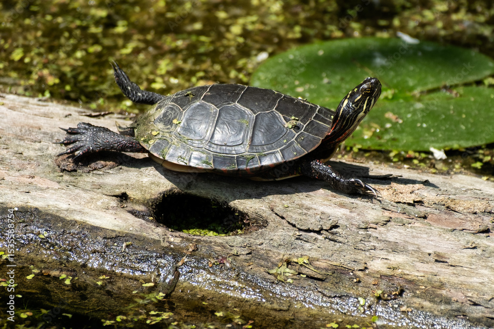 Fototapeta premium Turtle sunning on a log