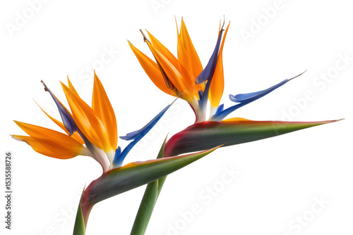 Two vibrant bird of paradise flowers against a stark transparent background in a close up shot