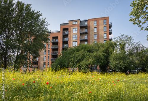 Pretty wildflowers in a park with an apartment building behind. Southall, Greater London, UK.