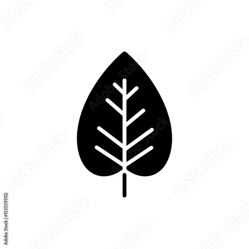Green leaf with central vein isolated on clean background