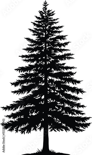 Silhouette of pine tree, tall evergreen tree on white background, black fir tree vector, forest nature design, isolated conifer illustration for graphic use