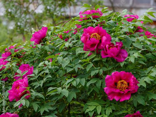 Tree peony , or semi-shrub peony ( Latin- Paeonia suffruticosa) blooms in garden