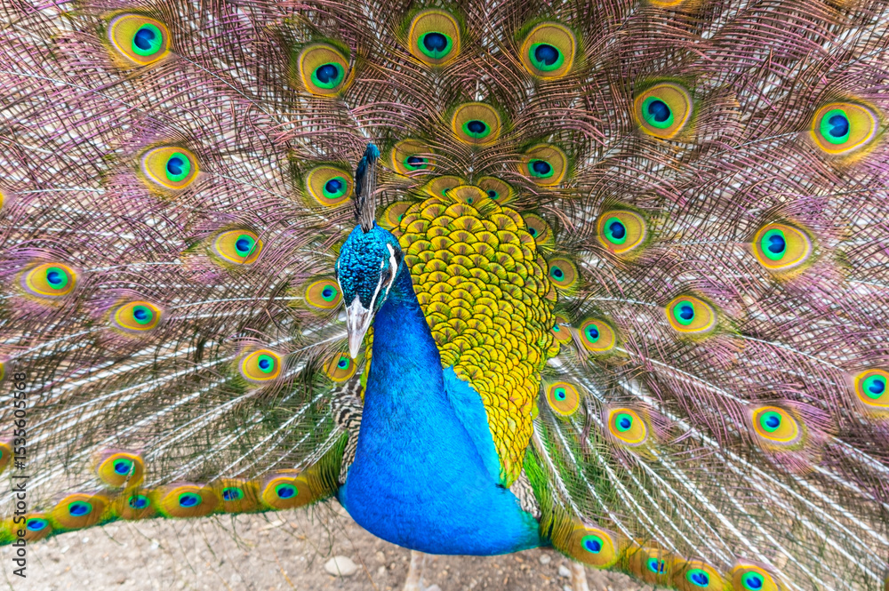 Obraz premium Beautiful Peacock at the zoo